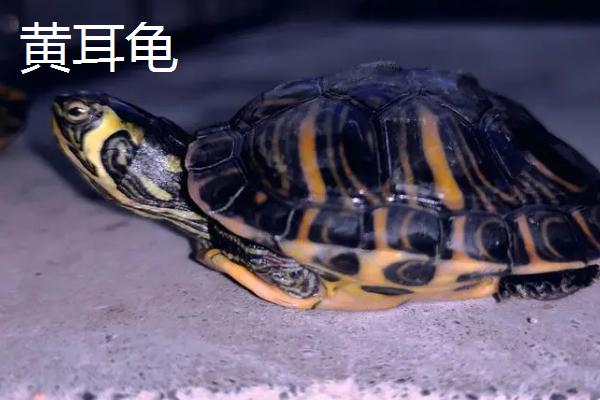 黄耳龟和巴西龟的区别，外观和品种均不同