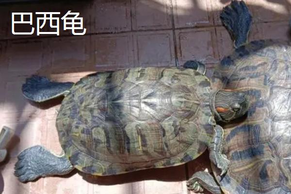 黄耳龟和巴西龟的区别，外观和品种均不同