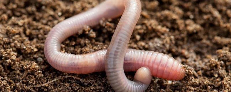 饲养蚯蚓时应选用什么土壤，应选用富含腐殖质的湿润土壤