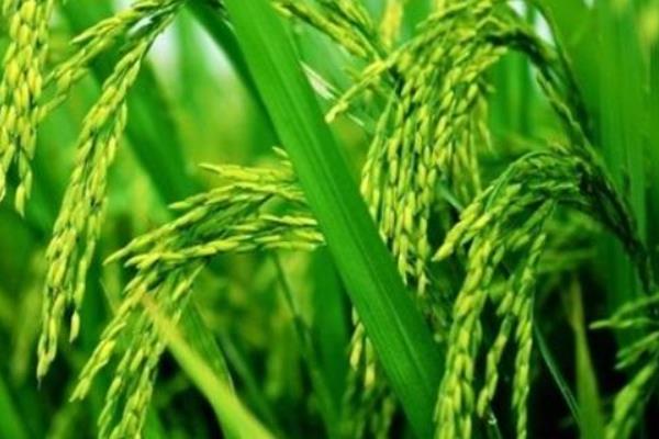 创两优406水稻种子特点，每亩有效穗数17.4万穗