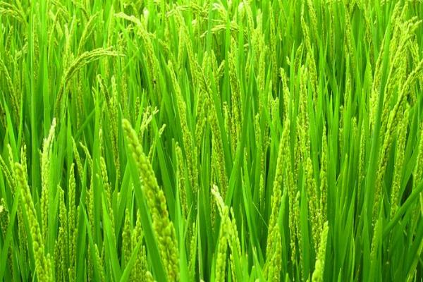 九优粤禾丝苗水稻种子特点，播种前用强氯精浸种