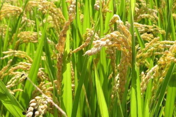 吉农大673水稻种简介，每亩有效穗数23.3万穗