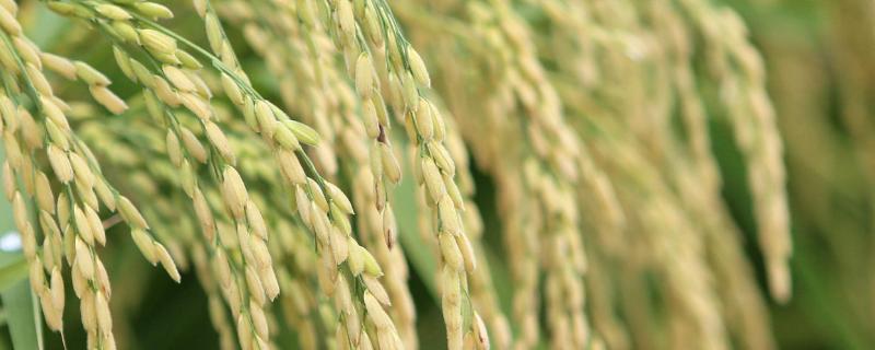 晶两优2115水稻种子简介，秧田亩播种量8－10千克