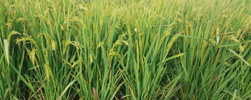 富优华占水稻种子特征特性，全生育期152.3天