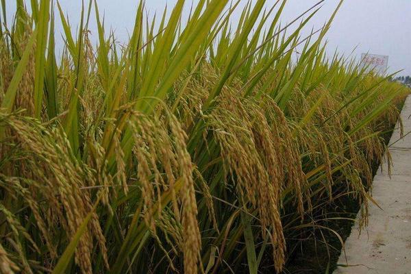 旌优4633水稻种简介，科学管水中等肥力土壤