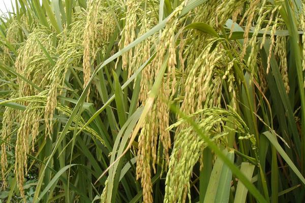 川绿优丝苗水稻种子特点，籼型三系杂交水稻品种
