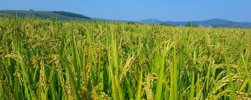 旌优4633水稻种简介，科学管水中等肥力土壤