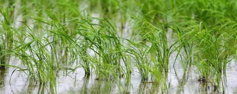 吉农大673水稻种简介，每亩有效穗数23.3万穗