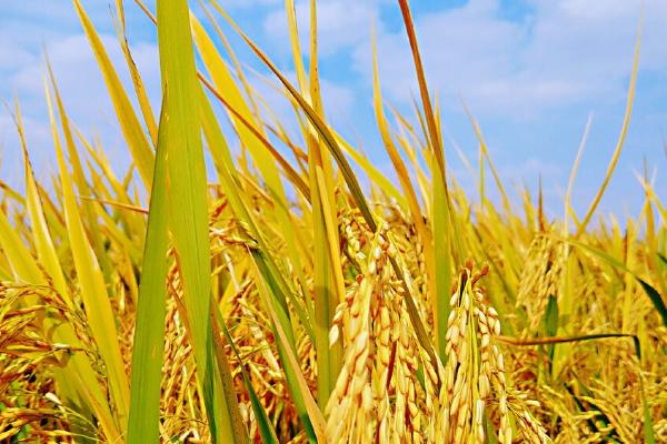 科粳365水稻品种的特性，机插稻5月下旬播种
