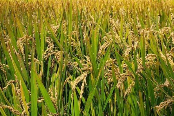 中垦稻100水稻种子特点，每亩有效穗数20.4万穗