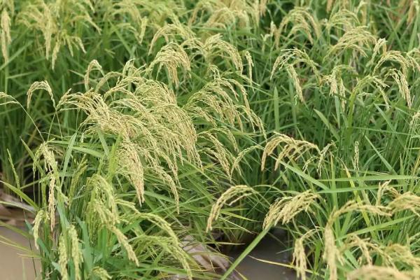 隆香优晶占水稻品种的特性，全生育期117.2天