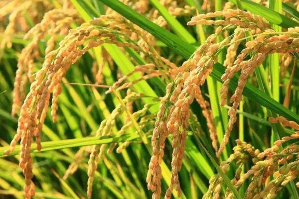隆香优晶占水稻品种的特性，全生育期117.2天