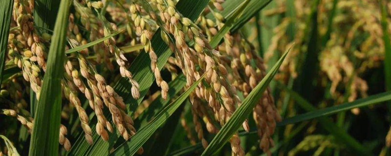 济优6553水稻种子简介，每亩有效穗数22.0万穗