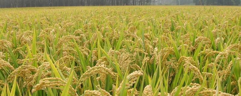 垦香48水稻种子简介，防治干尖线虫病及恶苗病