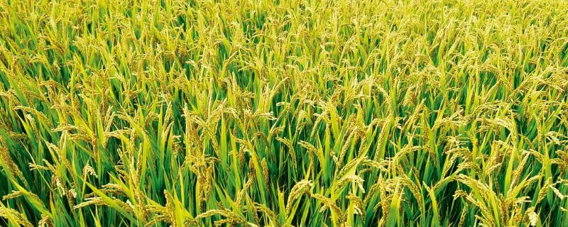 黄广华占1号水稻种子特征特性，每亩有效穗数16.3万穗