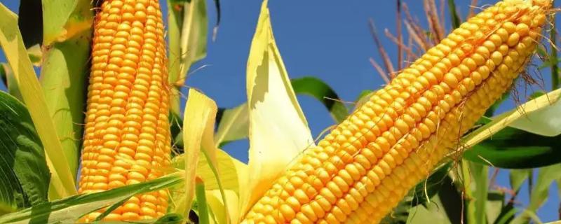 祥玉19玉米品种的特性，足墒播种