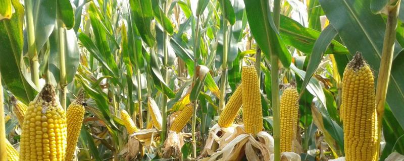 道育33玉米品种简介，防治杂草