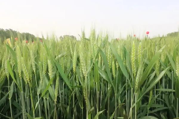 中麦89小麦品种的特性，9月28-10月8日播种