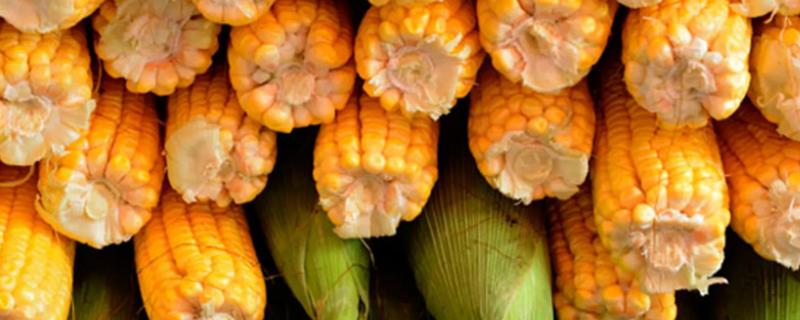 民沣玉339玉米种子介绍，适宜播期为6月10日～20日