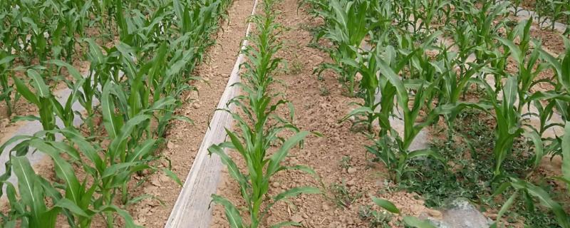 万糯168玉米种子特征特性，大喇叭口期注意防治玉米螟