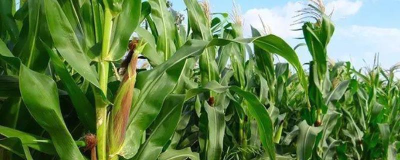 3Q玉米品种简介，种植密度每亩3500株左右