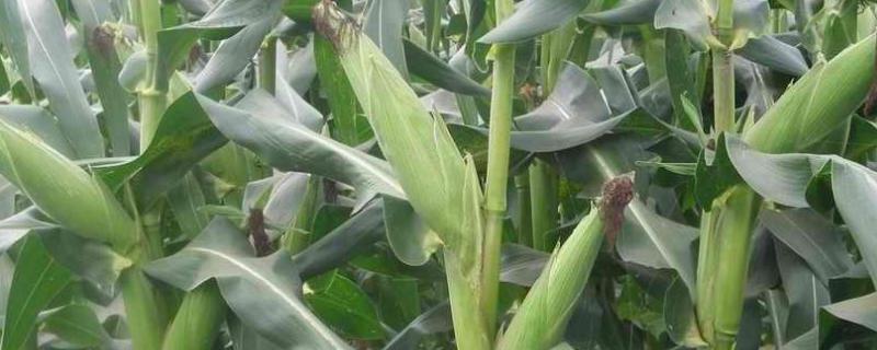 隆丰211玉米品种简介，注意防治病虫害