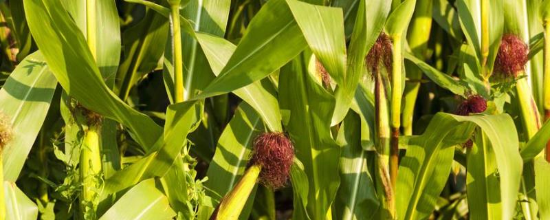 大地3号玉米种子特征特性，适宜播期为6月上中旬