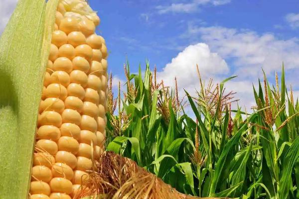 乾育520玉米品种的特性，适宜密度为4500株/亩左右