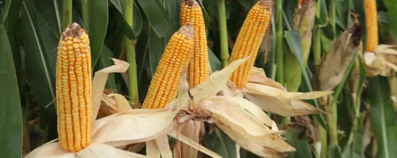 统率798玉米品种简介，适宜播期为6月10日～20日