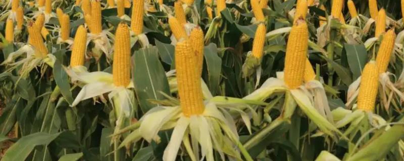 鑫农九号玉米品种的特性，足墒播种