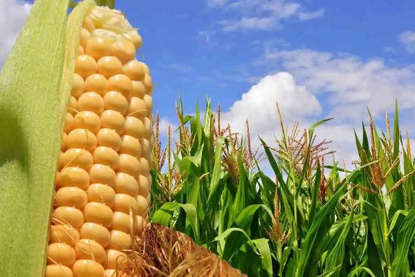 中垦玉55玉米品种的特性，适宜密度为4500株/亩左右