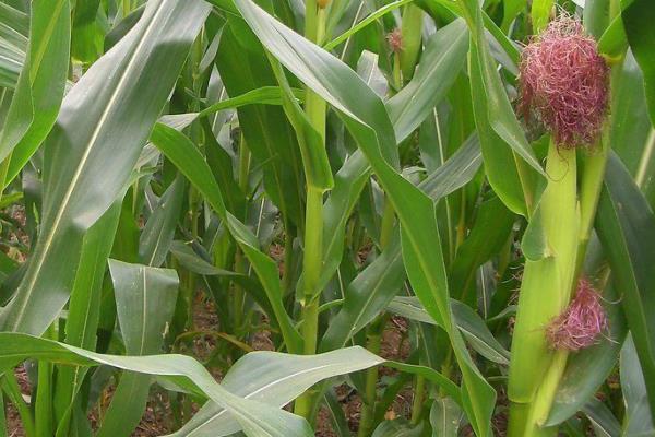 金亿农518玉米品种简介，注意防治病虫害