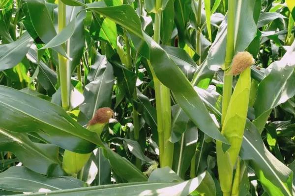 金亿农518玉米品种简介，注意防治病虫害
