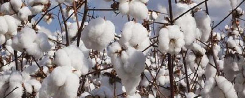 邯853棉花种子介绍，转基因抗虫常规棉品种