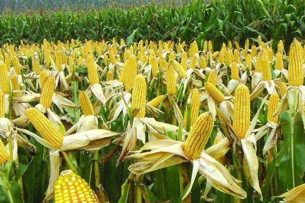 鑫农九号玉米品种的特性，足墒播种