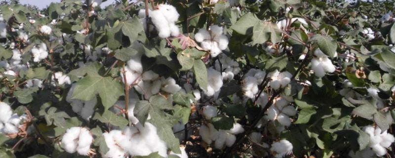 神牛棉10号棉花种子简介，转基因抗虫常规棉品种