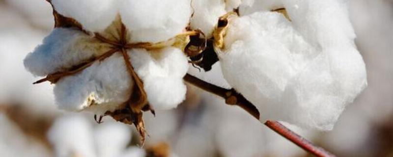 冀棉803棉花品种的特性，播前造墒或抢墒播种