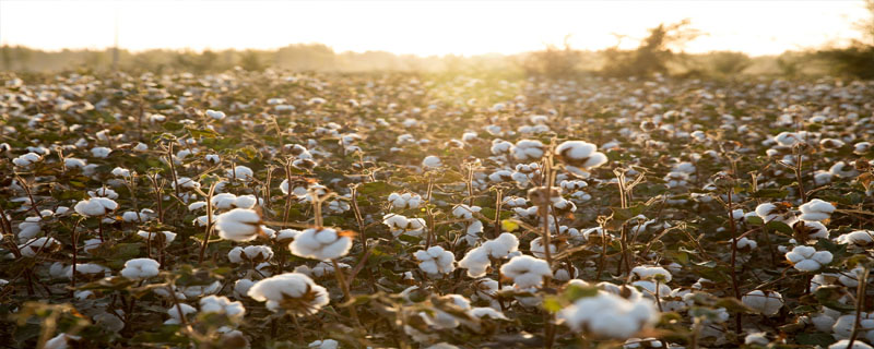 冀科蕊9号棉花种子特征特性，适时足墒足肥播种