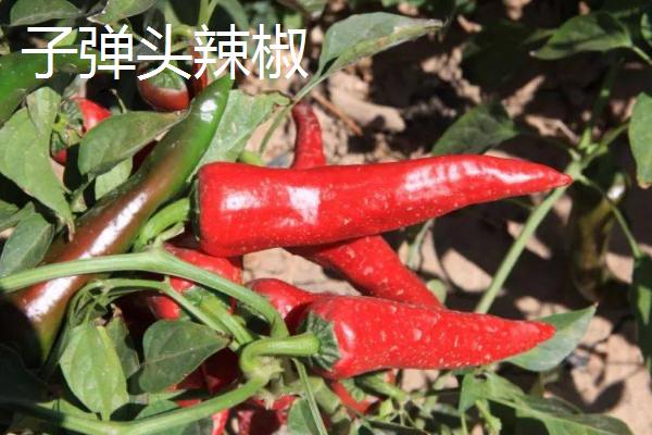 子弹头辣椒的种植技术，种植前需在水中浸种