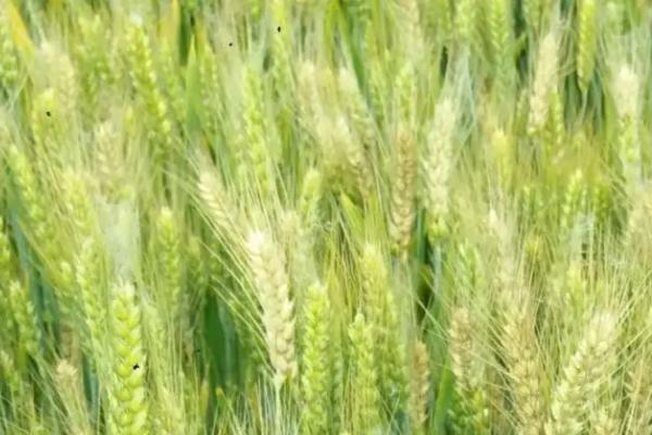 首麦6号小麦种子介绍，亩播种量12.5～15千克