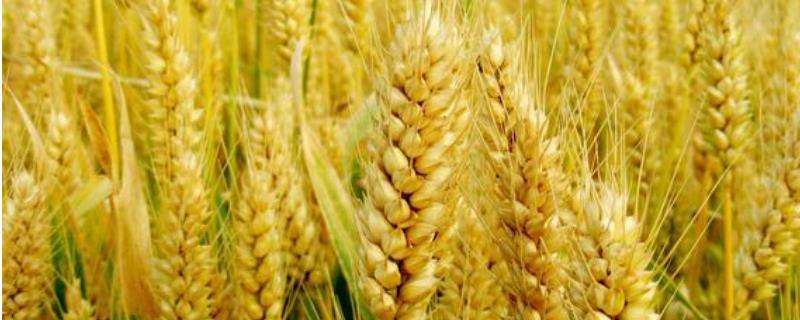 烟农1212小麦种子特征特性，生育期235天左右