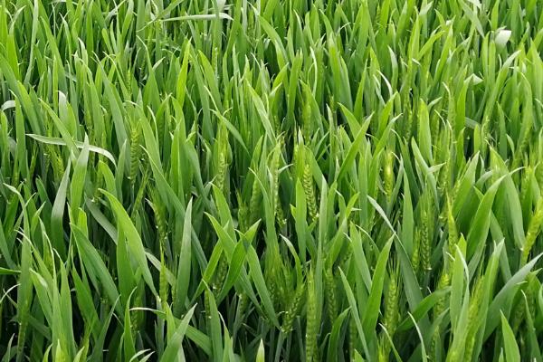 嘉麦361小麦种子特点，亩播种量为12～12.5千克
