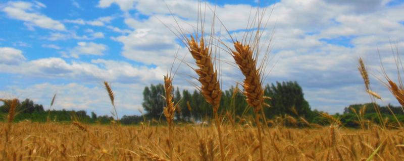 龙麦88小麦种子特点，高抗叶锈病