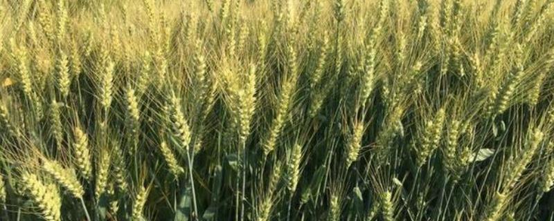 金瑞20小麦种子特征特性，进行1～2次病虫害防治