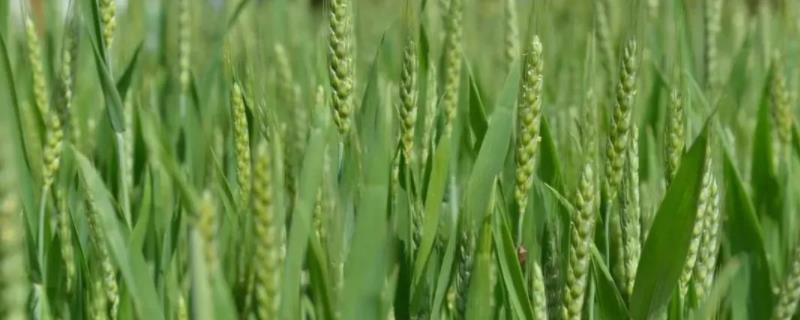 辐照5066小麦种子特征特性，该品种属半冬性中熟品种