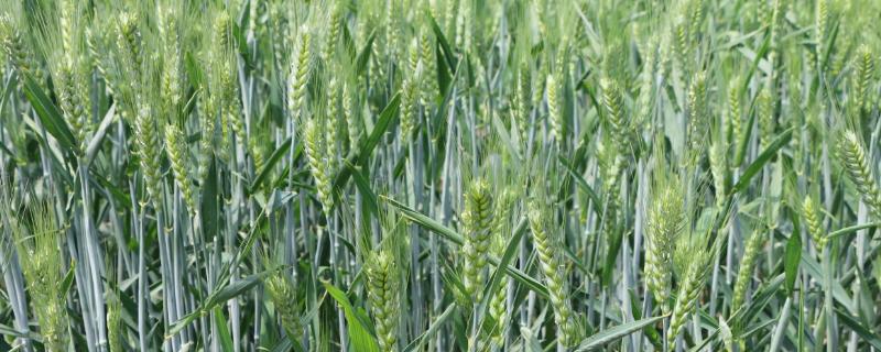 兆育麦6小麦品种的特性，高抗叶锈病