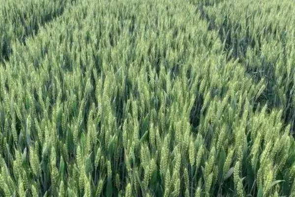 缘麦986小麦种子特征特性，每亩施复合肥25千克作底肥
