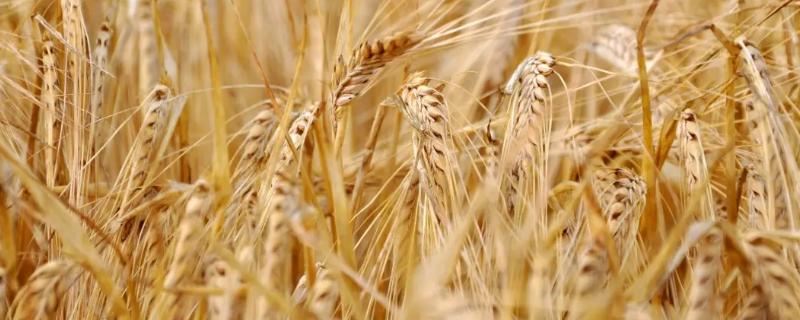 藁麦5818小麦种子介绍，该品种属冬性中熟品种