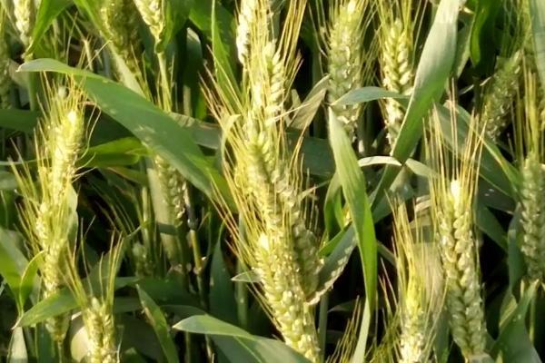 石4366小麦种子介绍，该品种适宜播期为10月上中旬