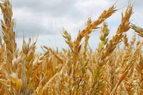 辐照5066小麦种子特征特性，该品种属半冬性中熟品种